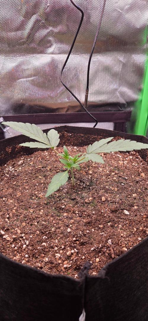 Seedsupplier.de Jelly Cake in 40x40. Week 3