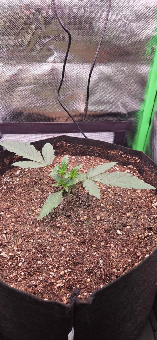 Seedsupplier.de Jelly Cake in 40x40. Week 3