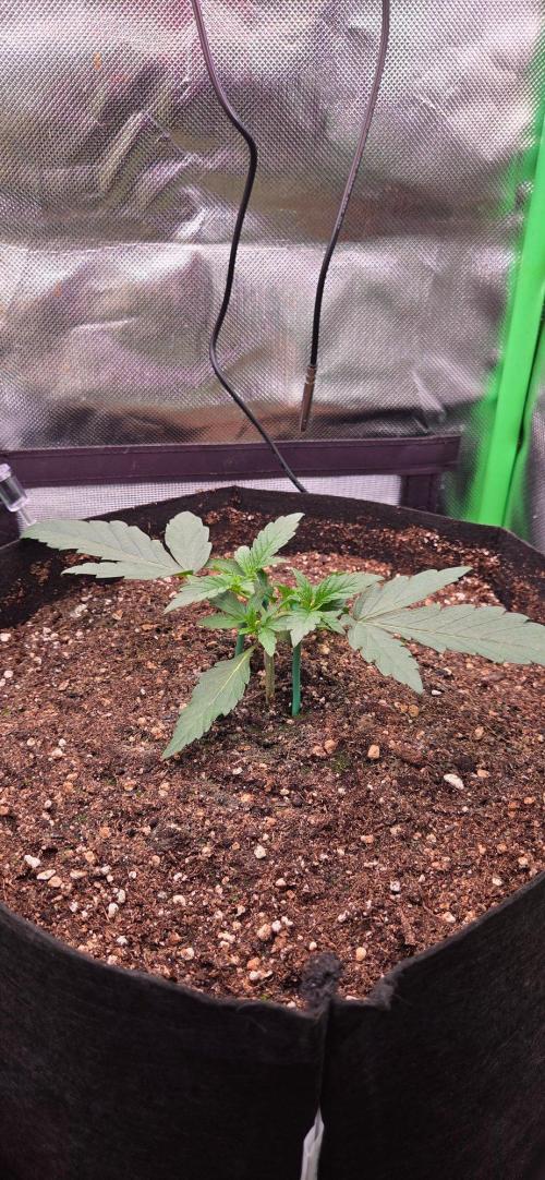 Seedsupplier.de Jelly Cake in 40x40. Week 3