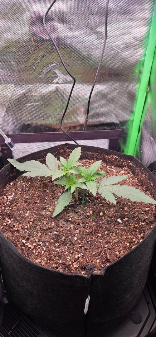 Seedsupplier.de Jelly Cake in 40x40. Week 3