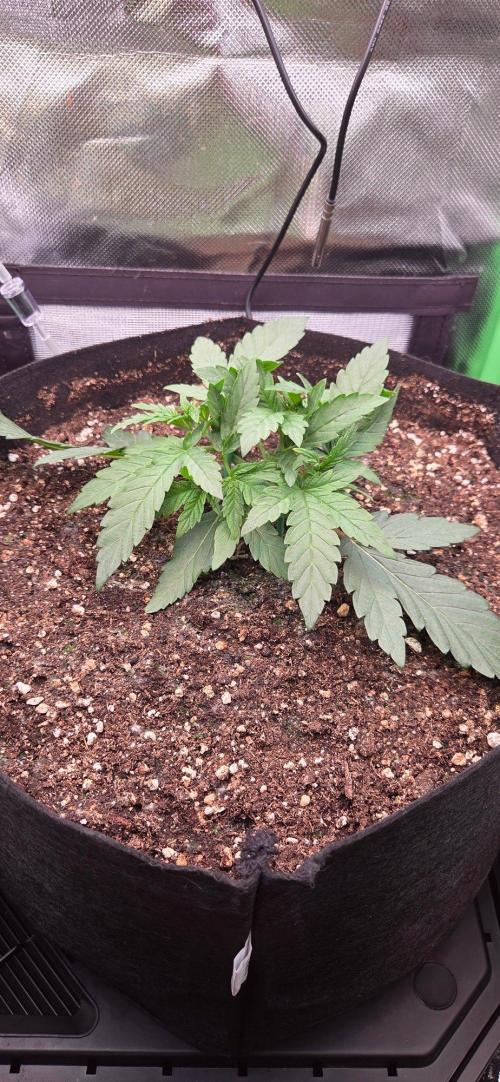 Seedsupplier.de Jelly Cake in 40x40. Week 3