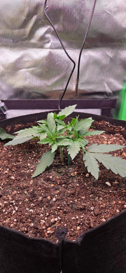 Seedsupplier.de Jelly Cake in 40x40. Week 3