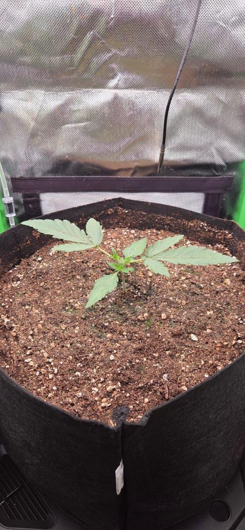 Seedsupplier.de Jelly Cake in 40x40. Week 3