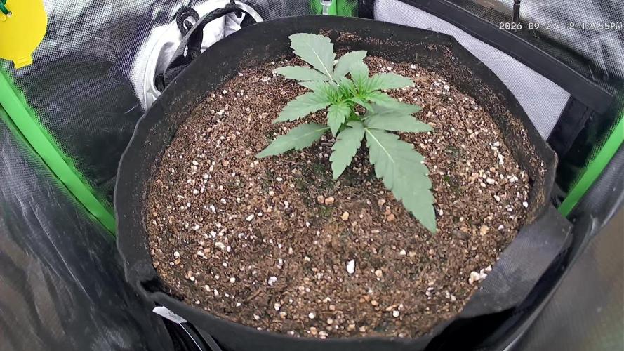 Seedsupplier.de Jelly Cake in 40x40