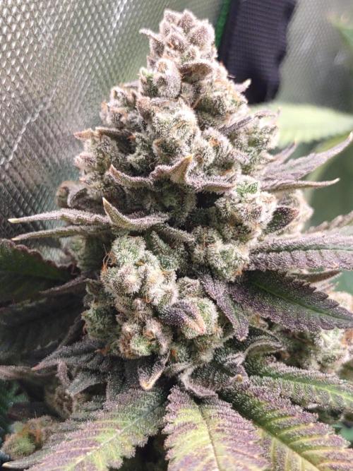 Gorilla cookies FF. Week 11 - getting senescence 