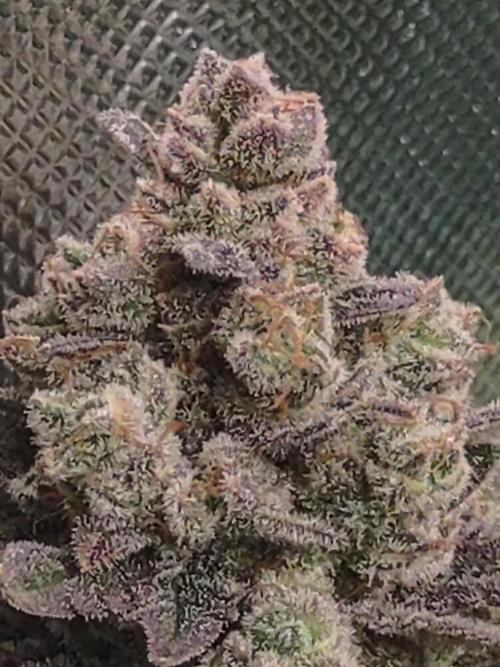 Gorilla cookies FF. Week 11