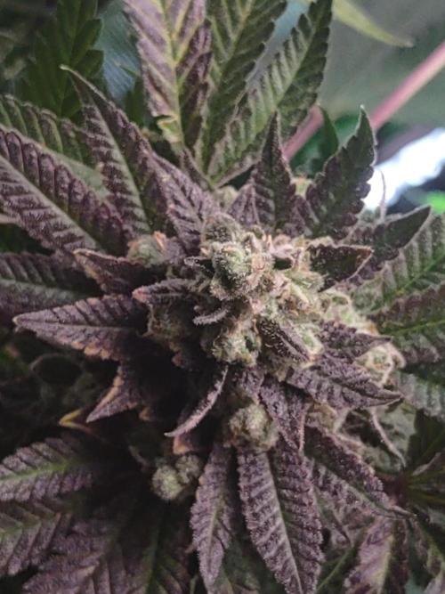 Gorilla cookies FF. Week 11