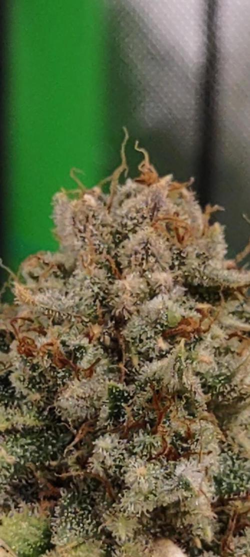 GTR Triploid Burmuda Triangle. Week 11