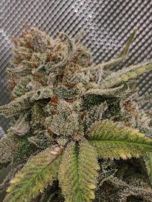 GTR Triploid Burmuda Triangle. Week 11