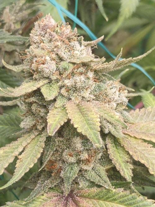 GTR Triploid Burmuda Triangle. Week 11