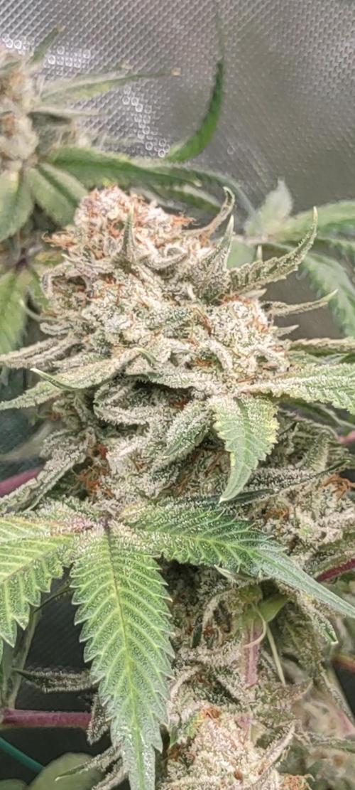 GTR Triploid Burmuda Triangle. Week 11 - most lime Terp ever.