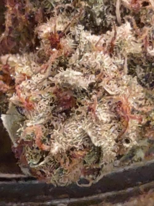 GTR Triploid Burmuda Triangle. Week 12 -  cured bud is caked with lime smelling Trichomes! huge yield. 