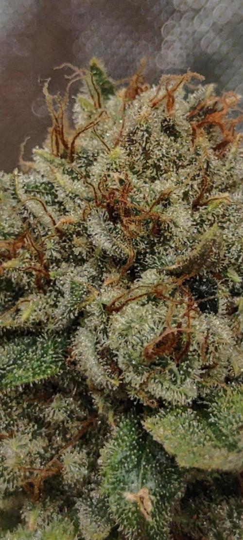 GTR Triploid Burmuda Triangle. Week 12 - glazed