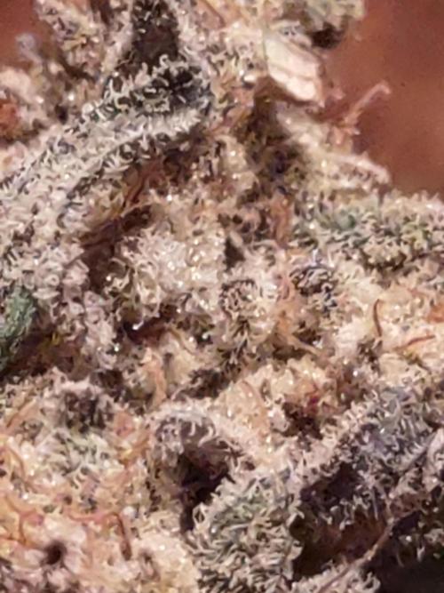 GTR Triploid Burmuda Triangle. Week 12 - only matters how bud is after dry cure. not how pretty it was growing. 