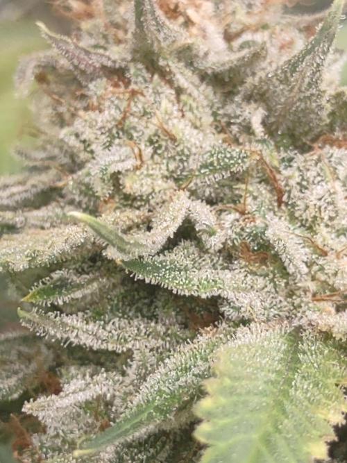 GTR Triploid Burmuda Triangle. Week 12