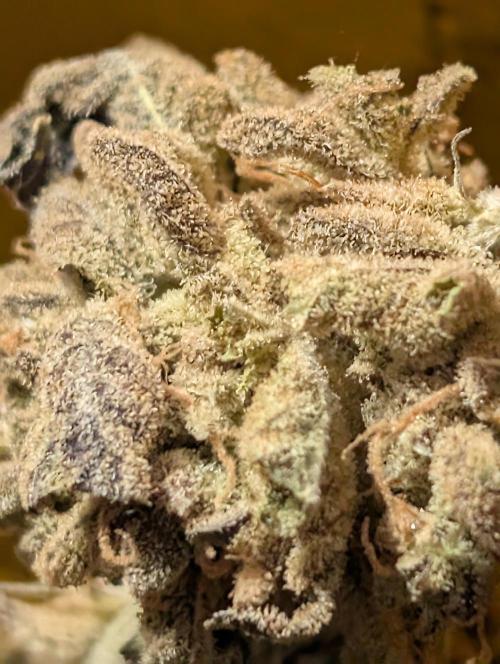 Permanent marker x endgame 3 pheno 2. Week 12