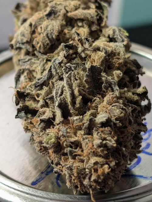 Permanent marker x endgame 3 pheno 2. Week 12