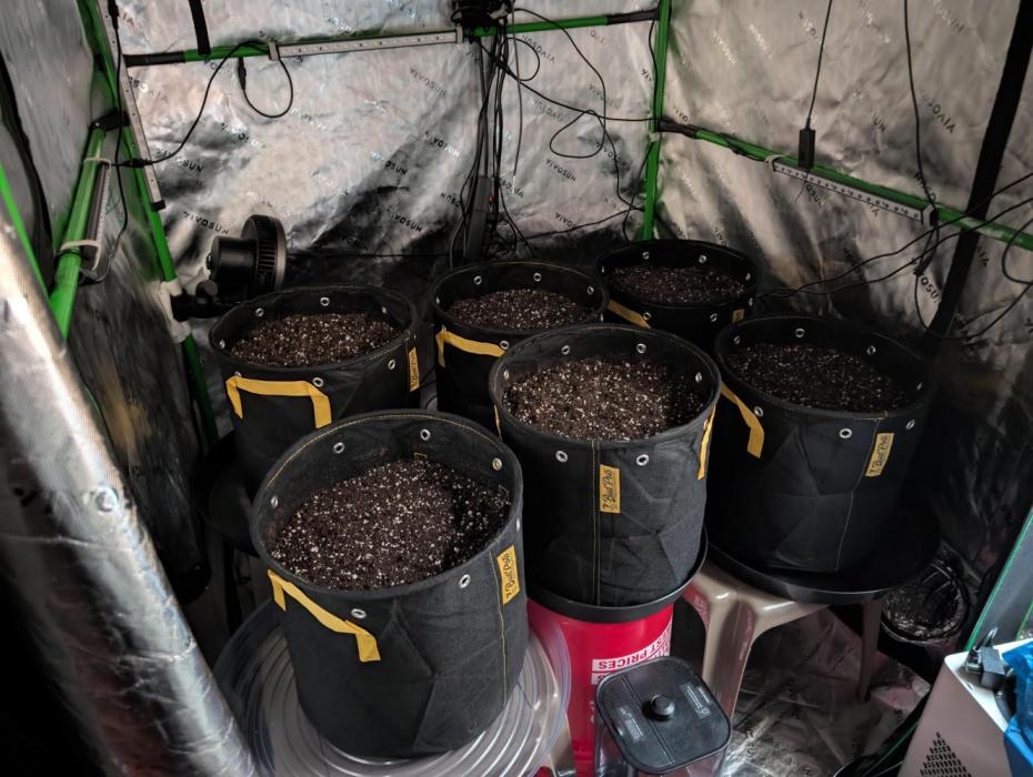 ViolaRbx5 pheno 2. Week 0 - adding some ,labels today. trying 7 gallon this run