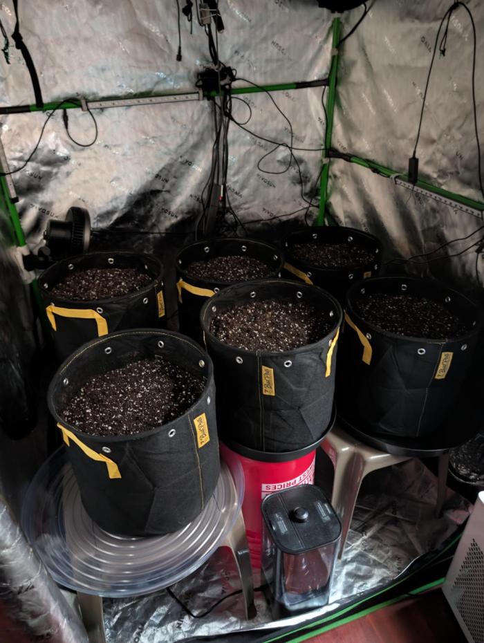 Highbearnation. Week 0 - already see some growth in plug..