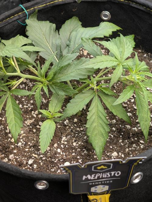 Highbearnation. Week 4