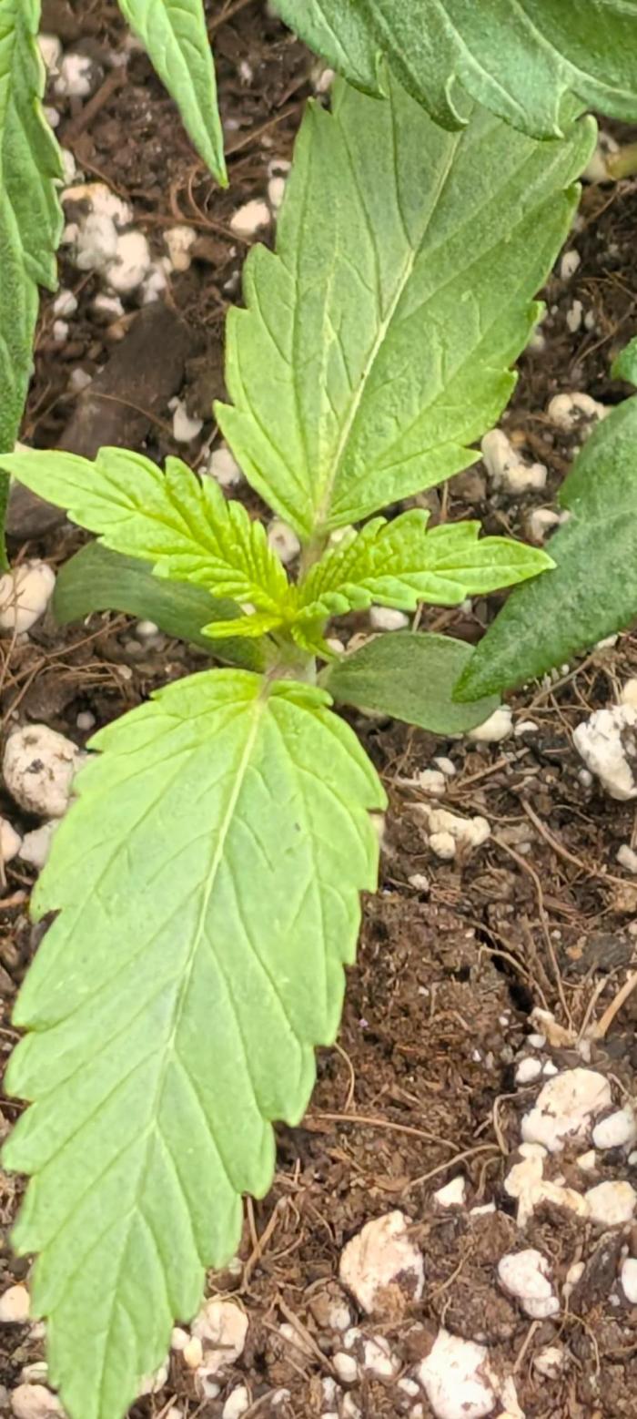 Highbearnation. Week 0