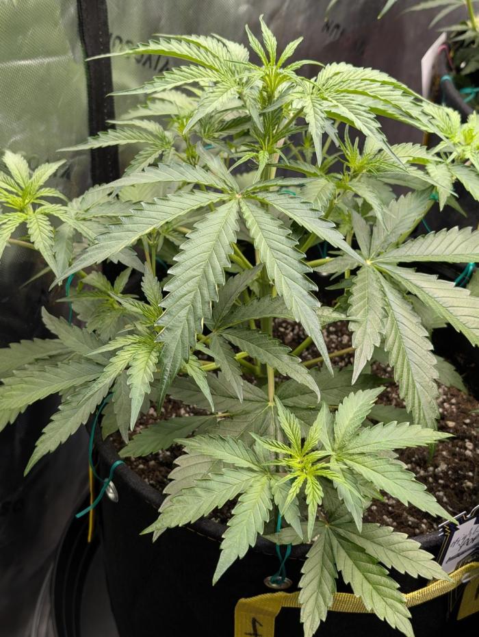 Highbearnation. Week 3 - decent start. 