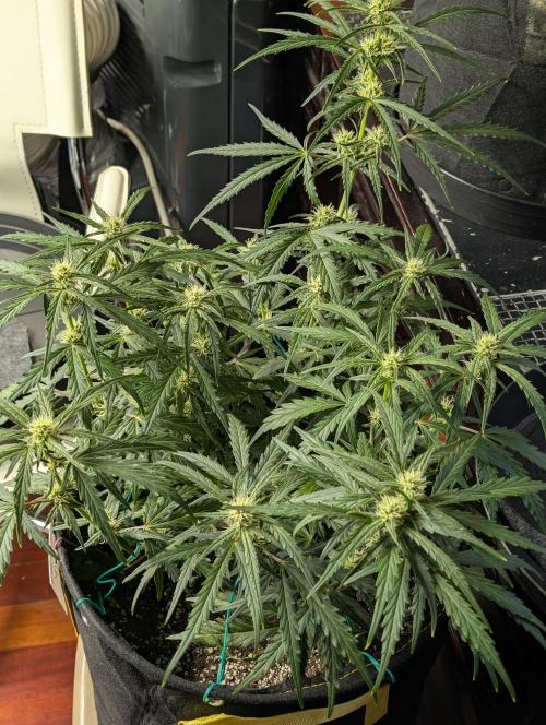 Banana Jealousy IBL. Week 3 - LST on main cola. and branches. so would of been taller. 