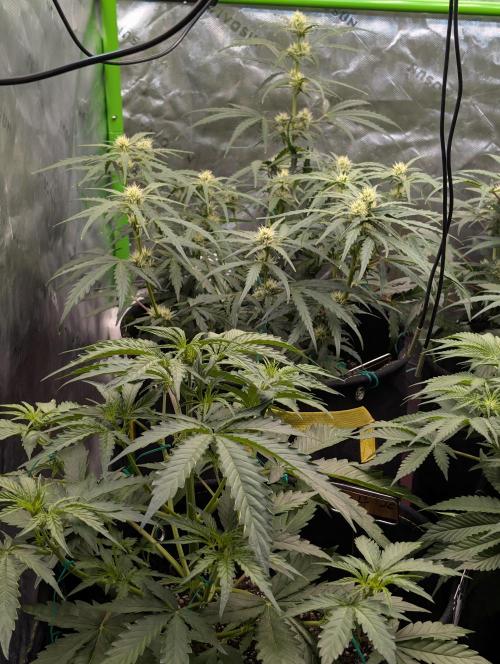 Banana Jealousy IBL. Week 3