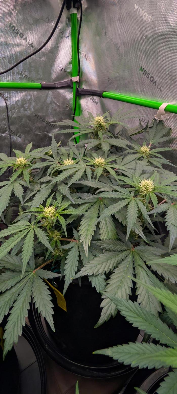 Pineapple Runtz. Week 2 - short but looks like nice buds