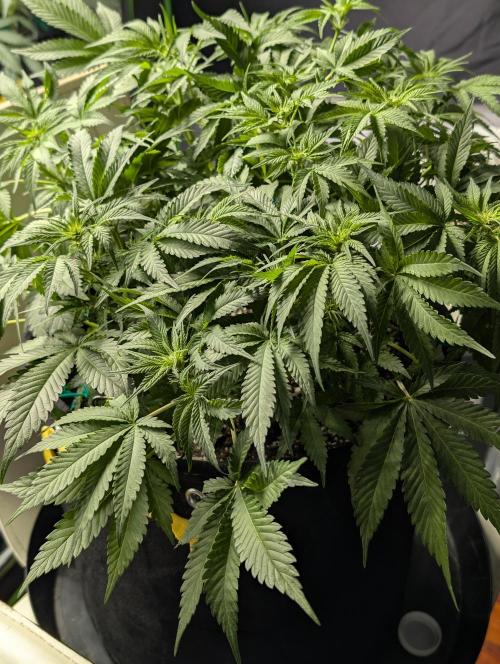 Cherry Cola RF3. Week 1