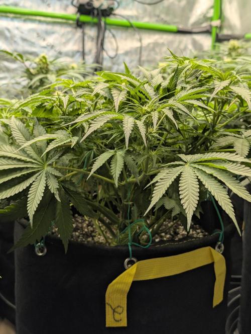 Cherry Cola RF3. Week 1