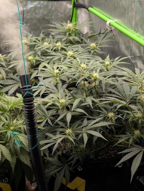 ViolaRbx5 pheno 2. Week 2