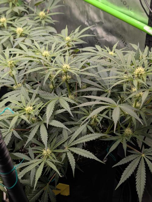 ViolaRbx5 pheno 2. Week 2