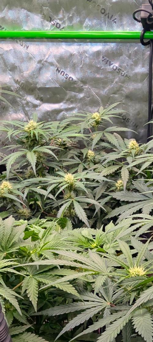 Viola RBX5 pheno 1. Week 2