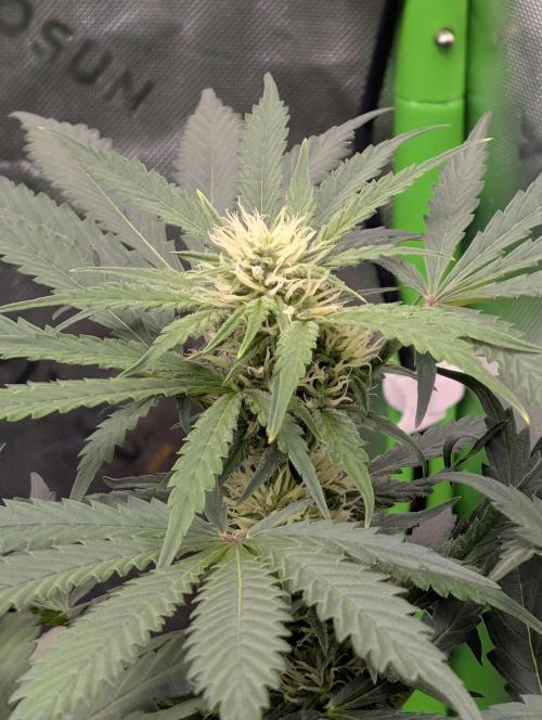 Viola RBX5 pheno 1. Week 2 - quickest pheno,/ cultivar