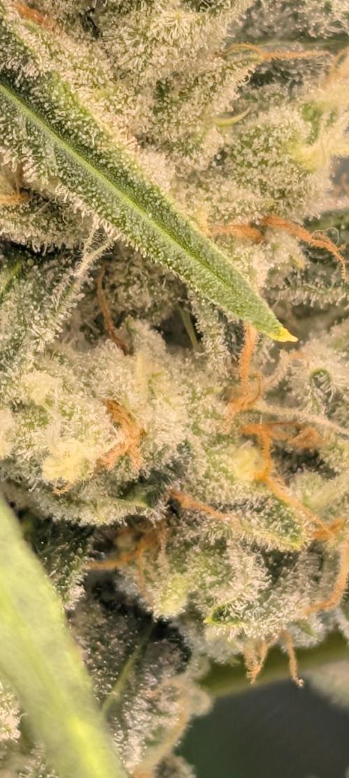 Banana Jealousy IBL. Week 5 - Frosty Ethos per usual!