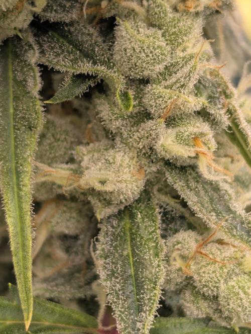 Banana Jealousy IBL. Week 5