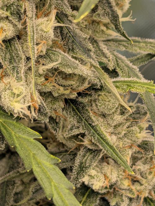 Banana Jealousy IBL. Week 5