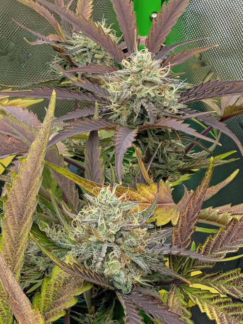 Highbearnation. Week 6
