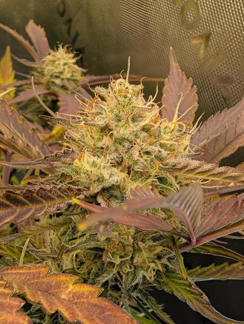 Highbearnation. Week 6 - cherry punch fizzy intense !