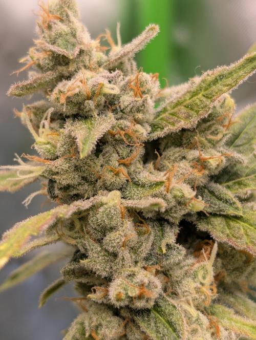 Banana Jealousy IBL. Week 7