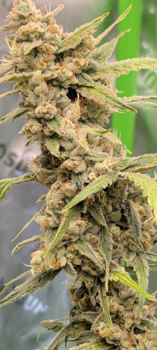 Banana Jealousy IBL. Week 7 - huge Bracts, jealousy Terps, high resin. winner cultivar. 