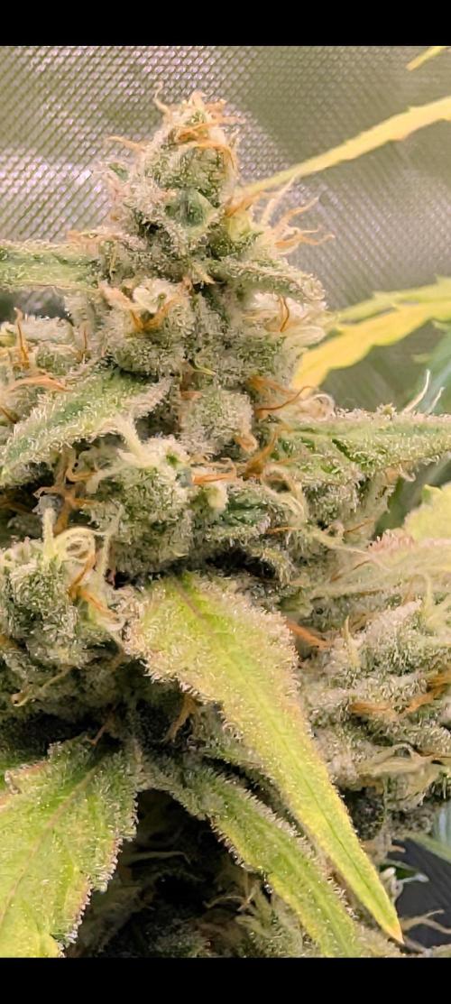 Banana Jealousy IBL. Week 7