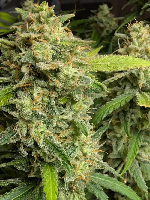 Pineapple Runtz. Week 6