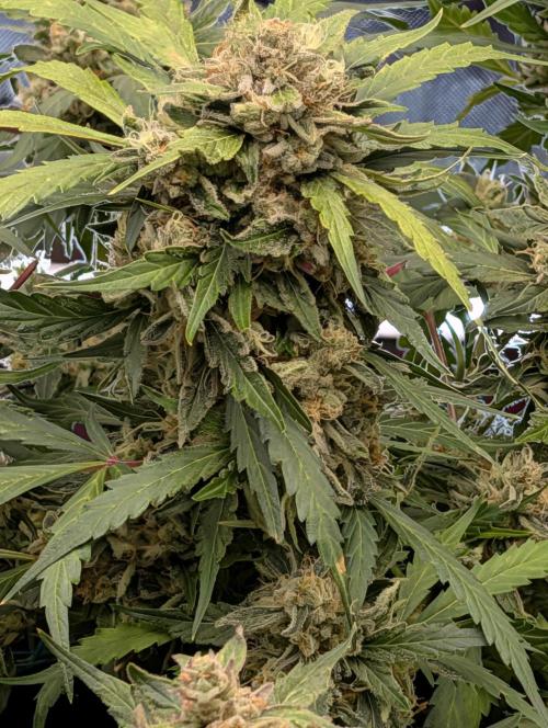 Pineapple Runtz Auto. Week 6