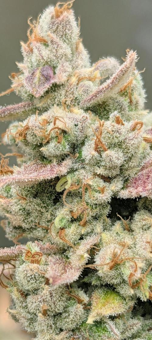 Banana Jealousy IBL. Week 10 - sappy sweet funk! 