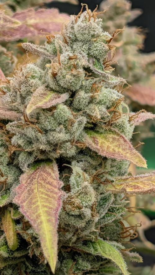 Banana Jealousy IBL. Week 10