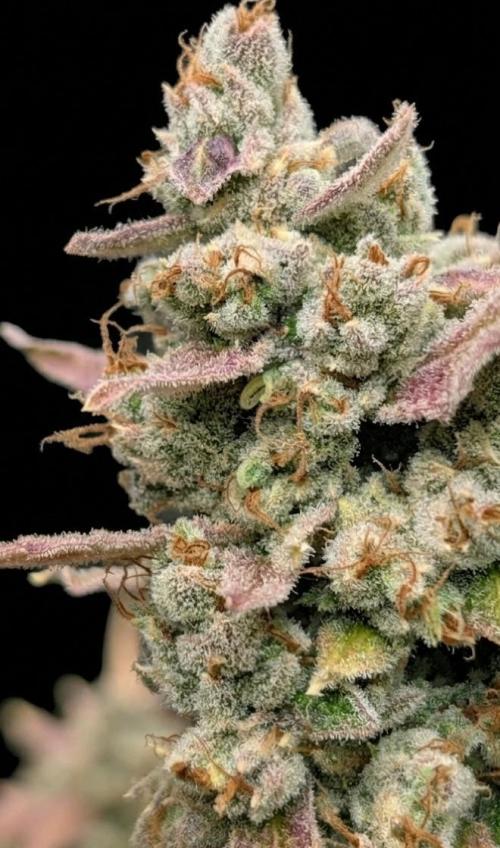 Banana Jealousy IBL. Week 10