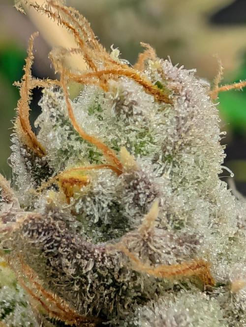 Banana Jealousy IBL. Week 10