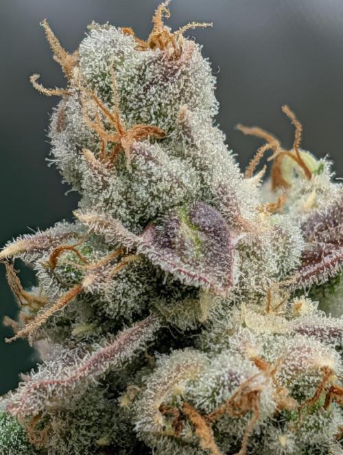 Banana Jealousy IBL. Week 10